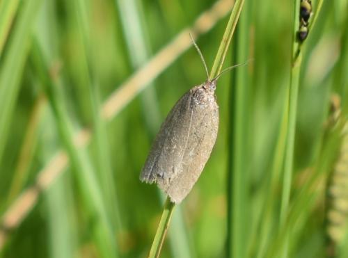 Réf. 346 666 : Aphelia viburnana